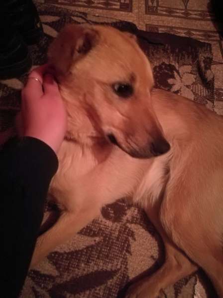 Лайма - щенок подросток ищет дом в Москве фото 12