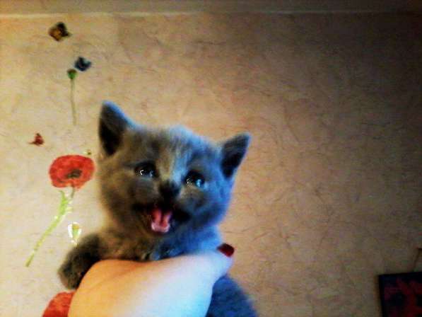 Вязка : Шотландский Красавец - кот с опытом в Москве фото 10