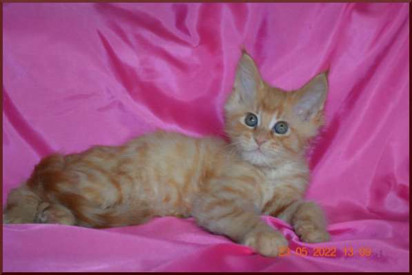 Роскошный черный котик мейн-кун из питомника в Астрахани фото 29