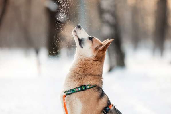 Молодой красавец Пряник ищет дом в Москве фото 10