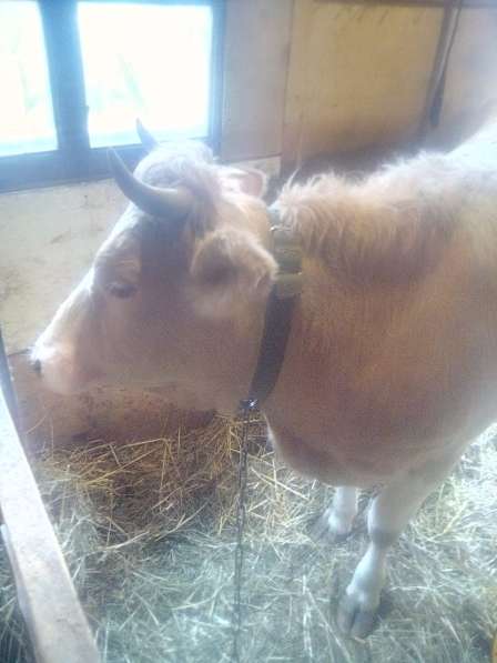 Продаётся стельная корова в Малоярославце фото 6