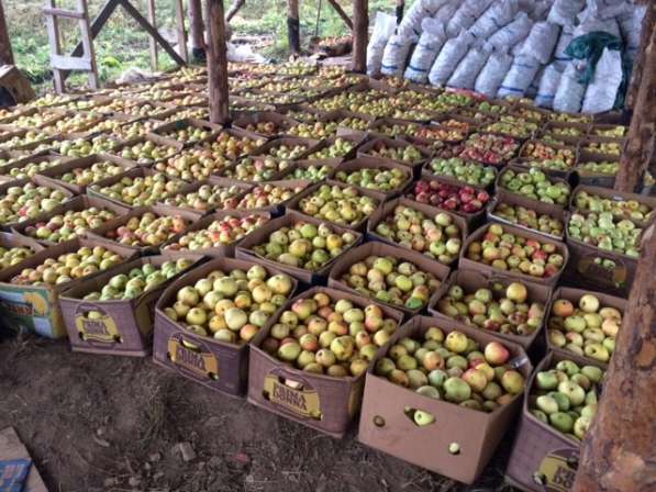 Продаю яблоки зимних сортов (Голден, Семеренко, Антоновка) в в Нижнем Новгороде фото 9
