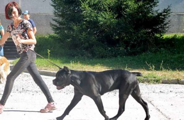 Дрессировка собак, корректировка поведения. в Новосибирске фото 3