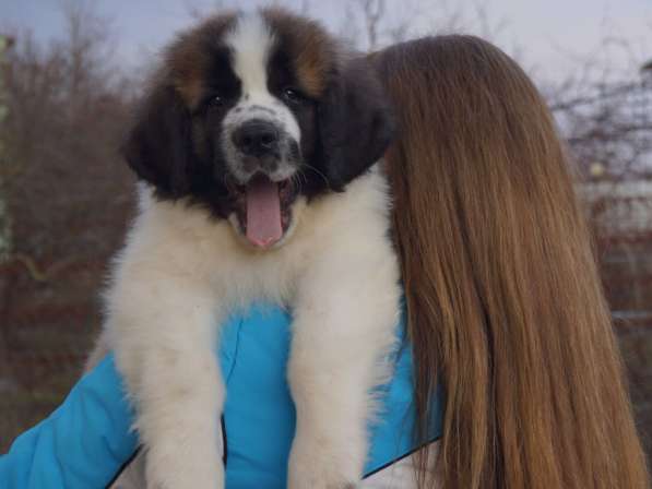 Щенок московской сторожевой из питомника в Краснодаре фото 5
