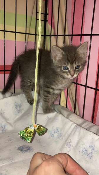 Котенок девочка в Твери фото 8