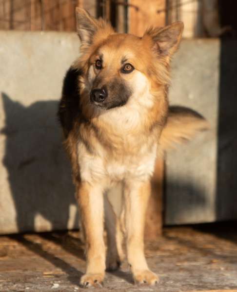 Потерялся пёс Портос! в Камне-на-Оби фото 3