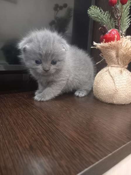 Котята в Челябинске фото 11