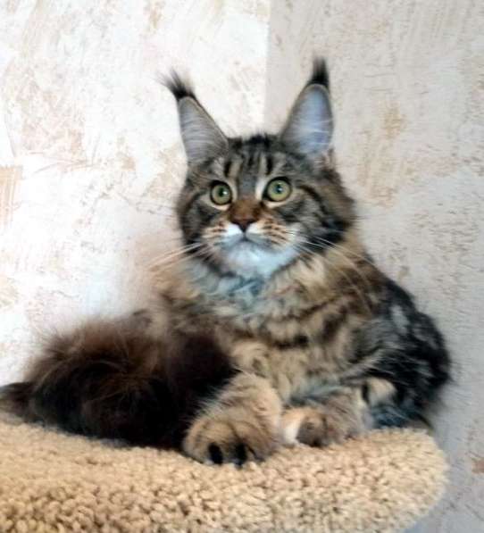 Апельсинки к Новому Году в Рязани фото 99