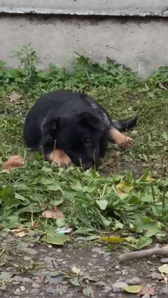 Щенки ищут хозяина в Красноярске фото 15