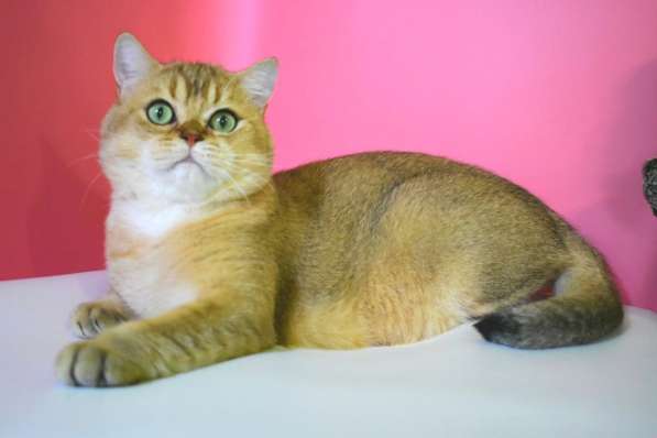 Британский золотой котик в Новосибирске фото 3