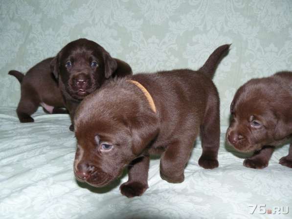 Шоколадный щенок лабрадора в Ярославле фото 8