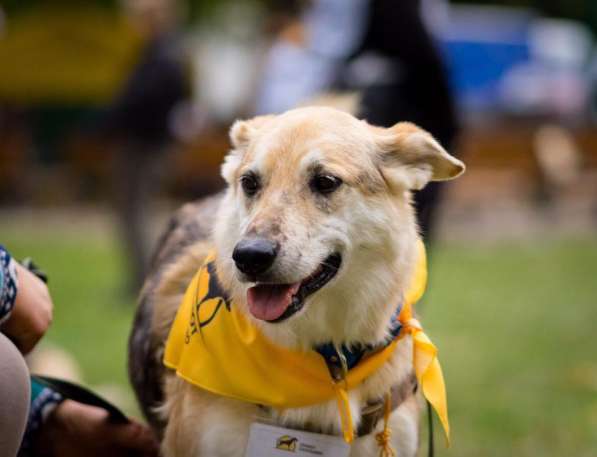 Собака Марго ищет дом