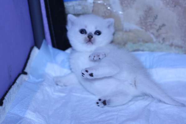 Котята британские серебристые шиншиллы в Москве фото 7