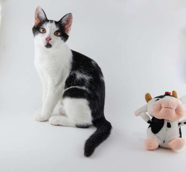 Отдам котят в добрые руки в Москве фото 14