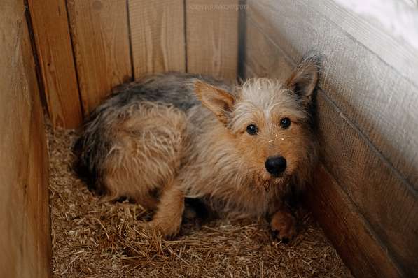 Трогательный Чарлик ищет дом в Москве фото 33