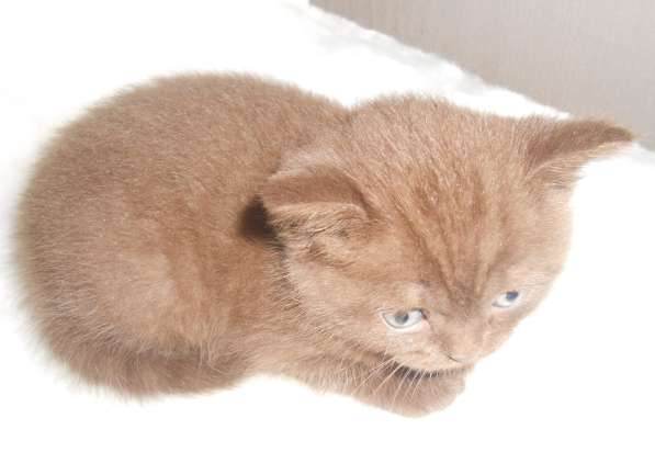 Котенок британец шоколад Бри котик коричневый в 