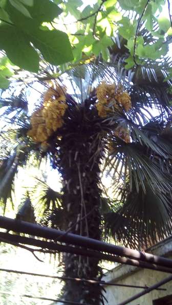 Пальма в Алуште
