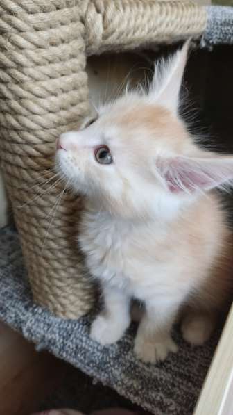 Продажа породистых котята породы Мейн-кун в Москве фото 24