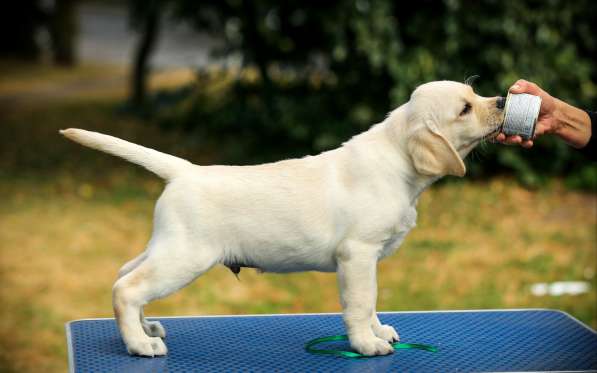 High quality Labrador Retriever puppies в фото 43