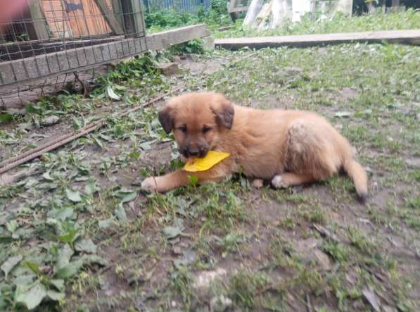 Замечательные щенки в добрые руки в Химках фото 13