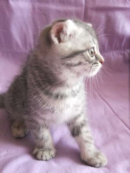 Котенок шотландской вислоухой в Санкт-Петербурге фото 5