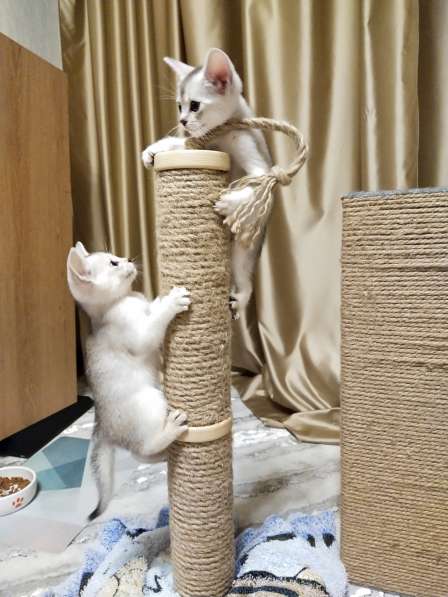 Абиссинские котята серебро в Тюмени фото 5