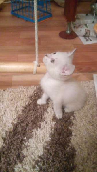 Отдам сибирского котенка в Красноярске фото 6