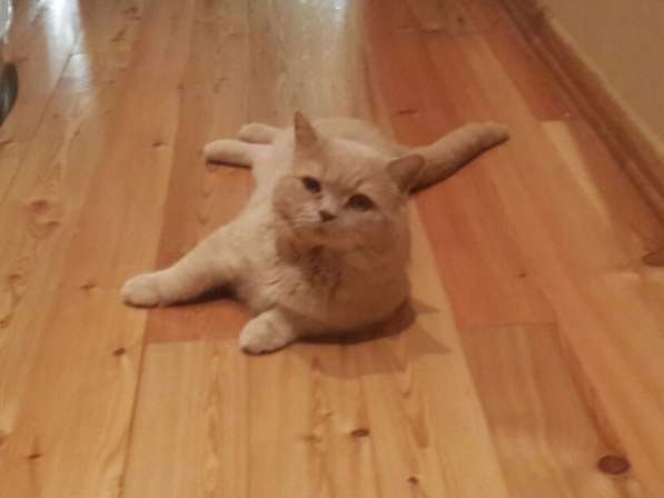 Шотландские котики к/ш в Москве