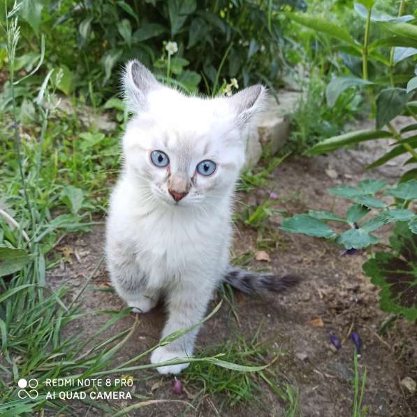 Отдам в добрые руки замечательных котят в Орехово-Зуево фото 6