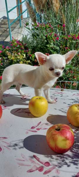 Kleiner Chihuahua в фото 9