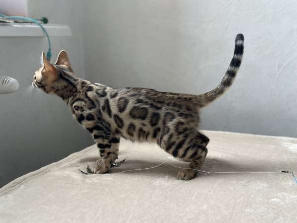 Available Bengal kittens в фото 5