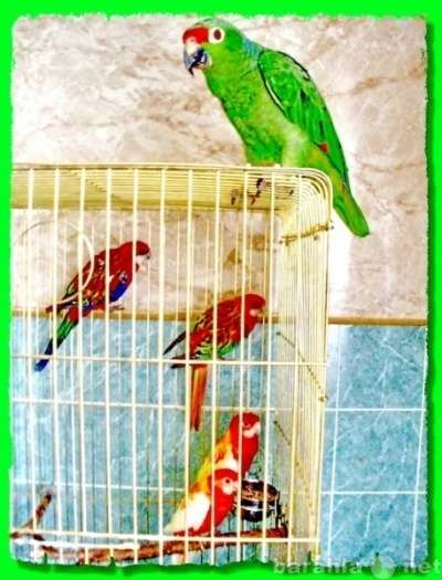 Розеллы пёстрые, красные, жёлтые, рубино