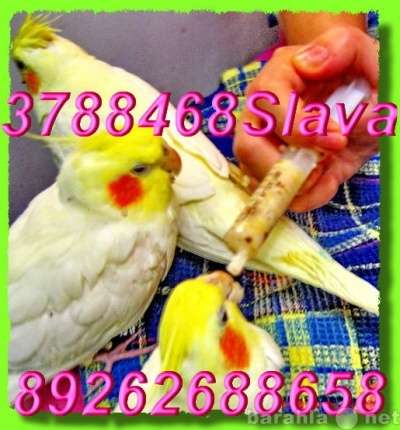 Кореллы разных расцветок, ручные птенцы. Москва в Москве фото 5