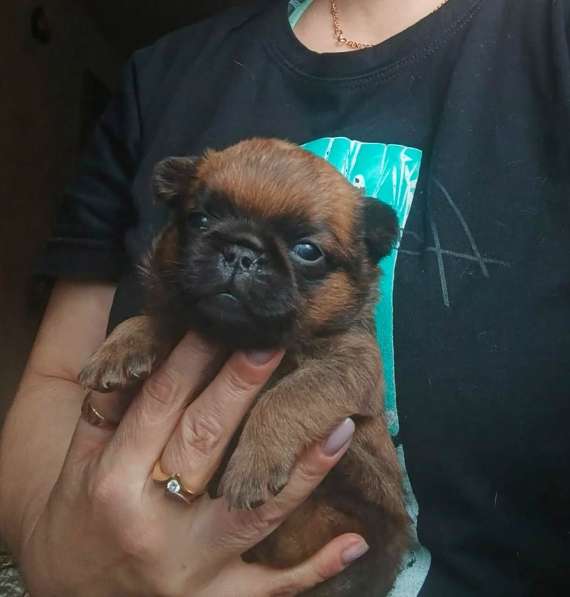 Рыжий мальчик пти-брабансон в Москве