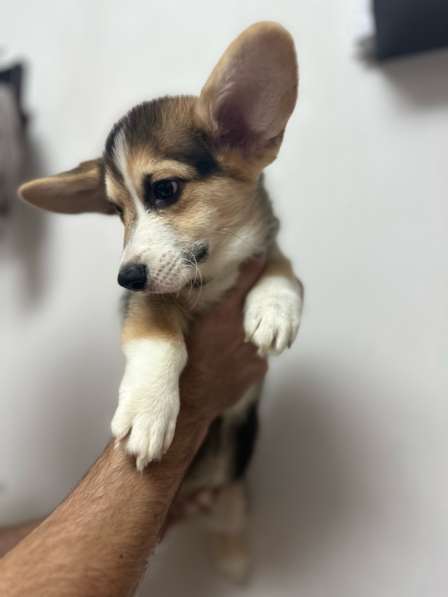 Щенок вельш-корги пемброк мальчик