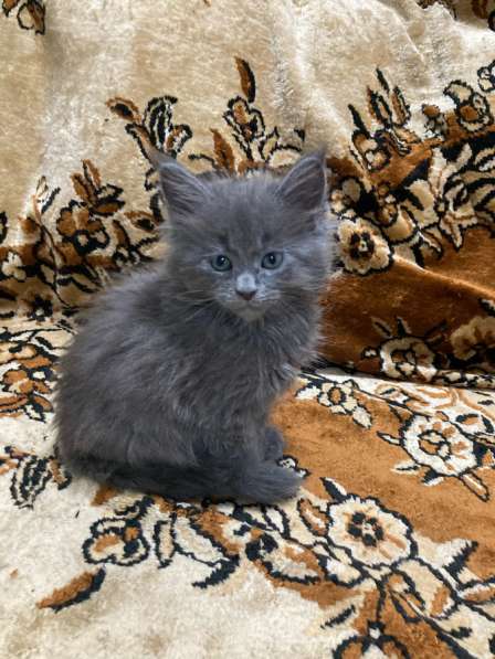 Девочка мейн Кун полидакт