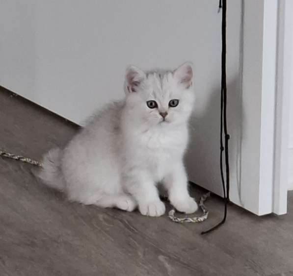 Британские котята в фото 12