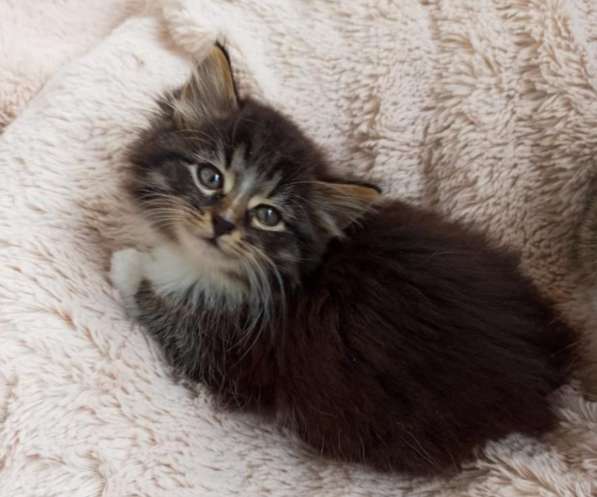 Котята в добрые руки. 1,5 мес в Москве