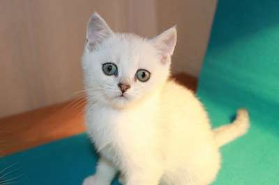 Британские котята, окраса - ns 11 в Санкт-Петербурге фото 4