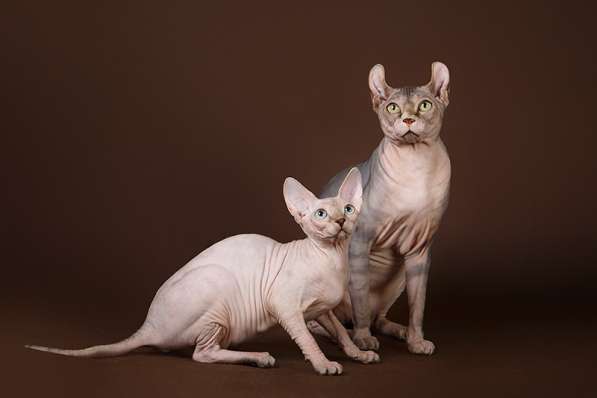 Роскошные из питомника котята Эльф, Бамбино, сфинкс в Ижевске фото 15