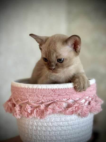 Клубные бурманские котята в Екатеринбурге фото 5