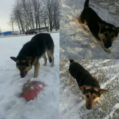 Отдам даром Прекрасный пес ищет дом в Санкт-Петербурге фото 5