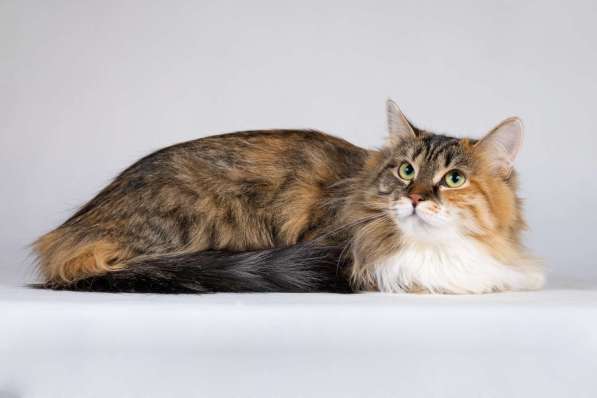 Сибирячка Сандра в добрые руки в Москве фото 3