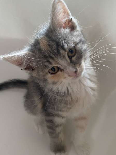 Бесплатно котята 1,5 месяца в Химках фото 5