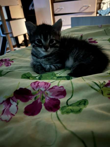Котят в добрые руки, бесплатно