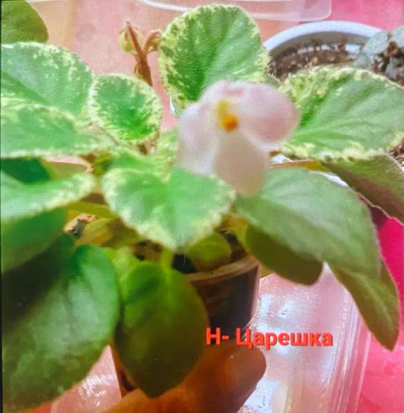 Сортовые фиалки в Майкопе фото 10