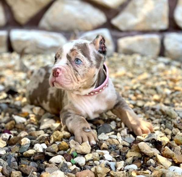 Предлагаются щенки Американский Булли покет в Москве фото 10