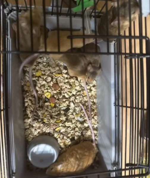 Мыши декоративные в Родниках