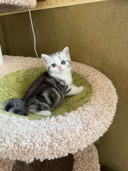 Британские котята
