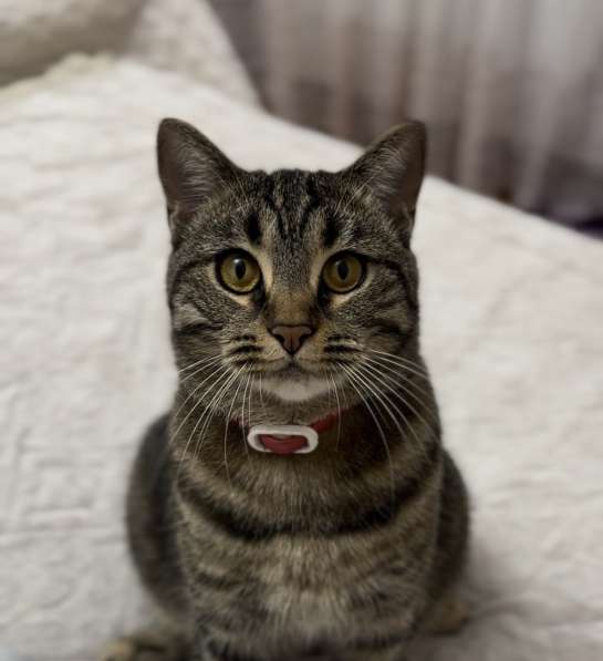 Кошка в добрые руки. Стерилизована в Грозном